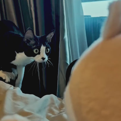 KarateKitten | Interactief kattenspeelgoed